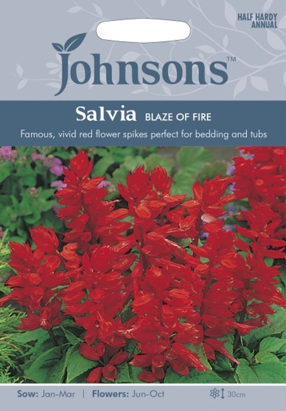Praktsalvie 'Blaze of Fire' - Salvia splendens