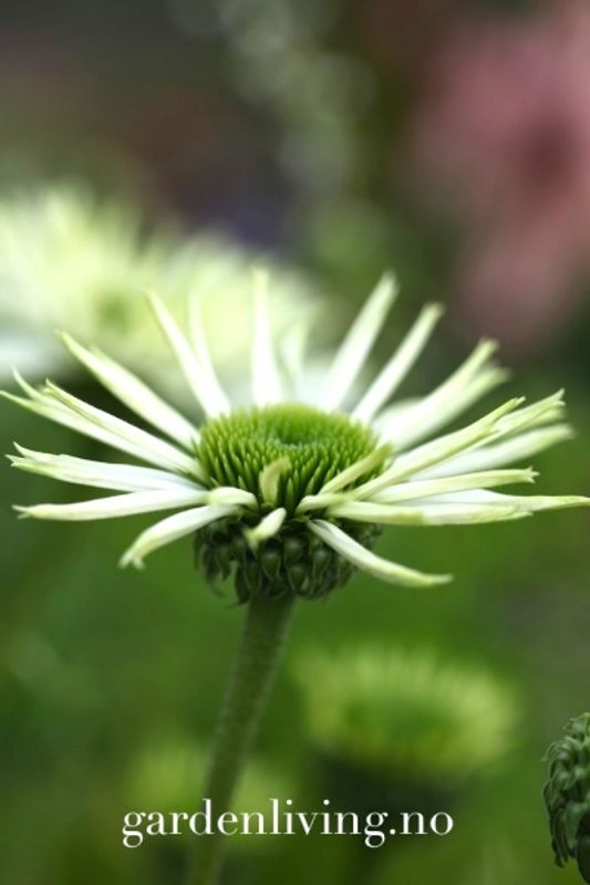 Purpursolhatt ’Virgin’ - Echinacea purpurea