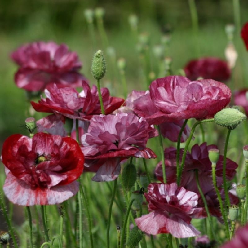 Kornvalmue 'Pandora’ - Papaver rhoeas