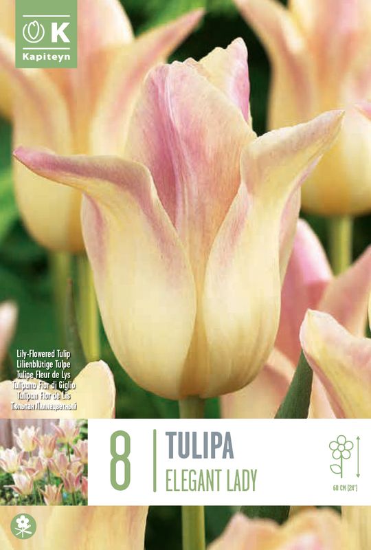 Tulipan 'Elegant Lady', liljeblomstrende - 8 stk