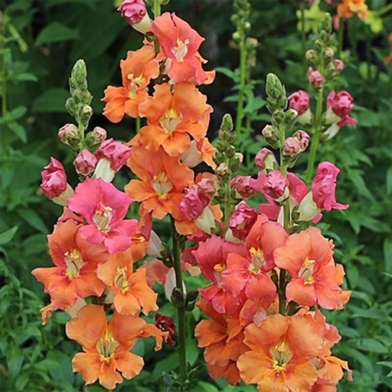 Løvemunn 'Chantilly Bronze’ F1 - Antirrhinum majus