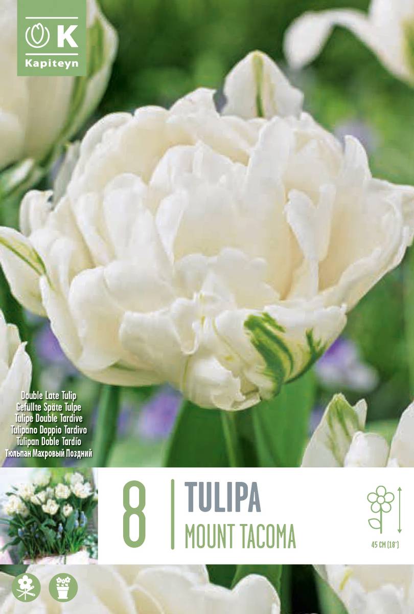 Tulipan 'Mount Tacoma’, sen dobbel - 8 stk