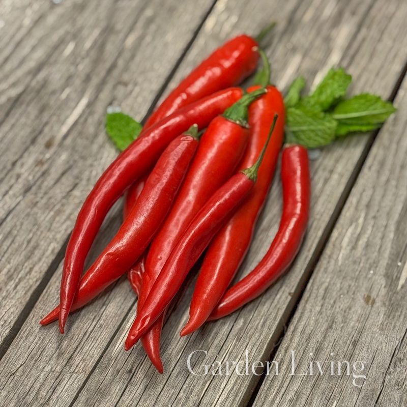 Chilipepper 'De Cayenne' - Capsicum annuum