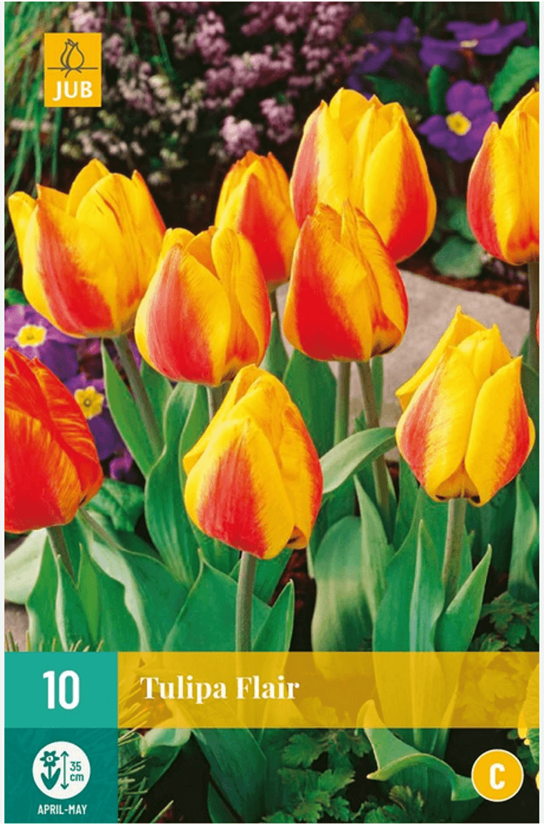 Tulipan 'Flair', Tidlig enkel - 7 stk
