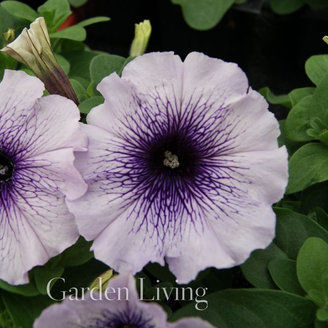 Hovedbilde Petunia 'Mambo Blue Veined' - Petunia grandiflora