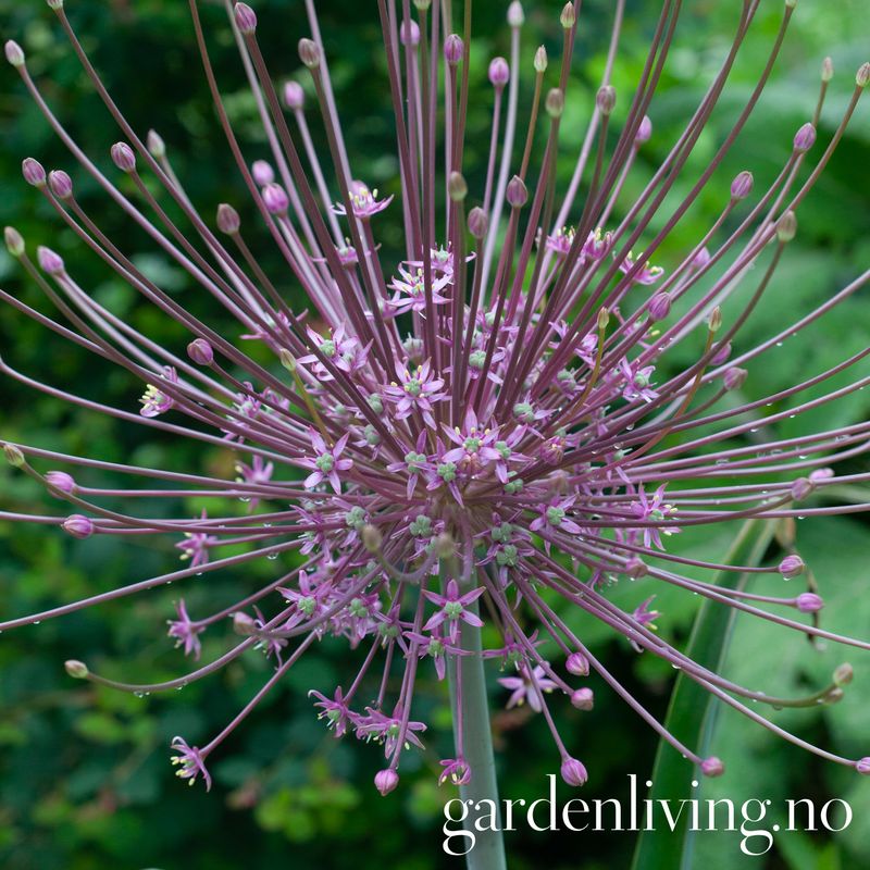 Markløperløk - Allium shubertii - 4 stk