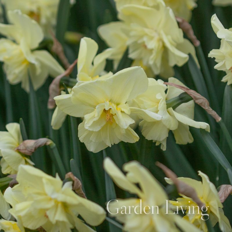 Påskelilje 'Dancing Moonlight' - Narcissus - 5 stk