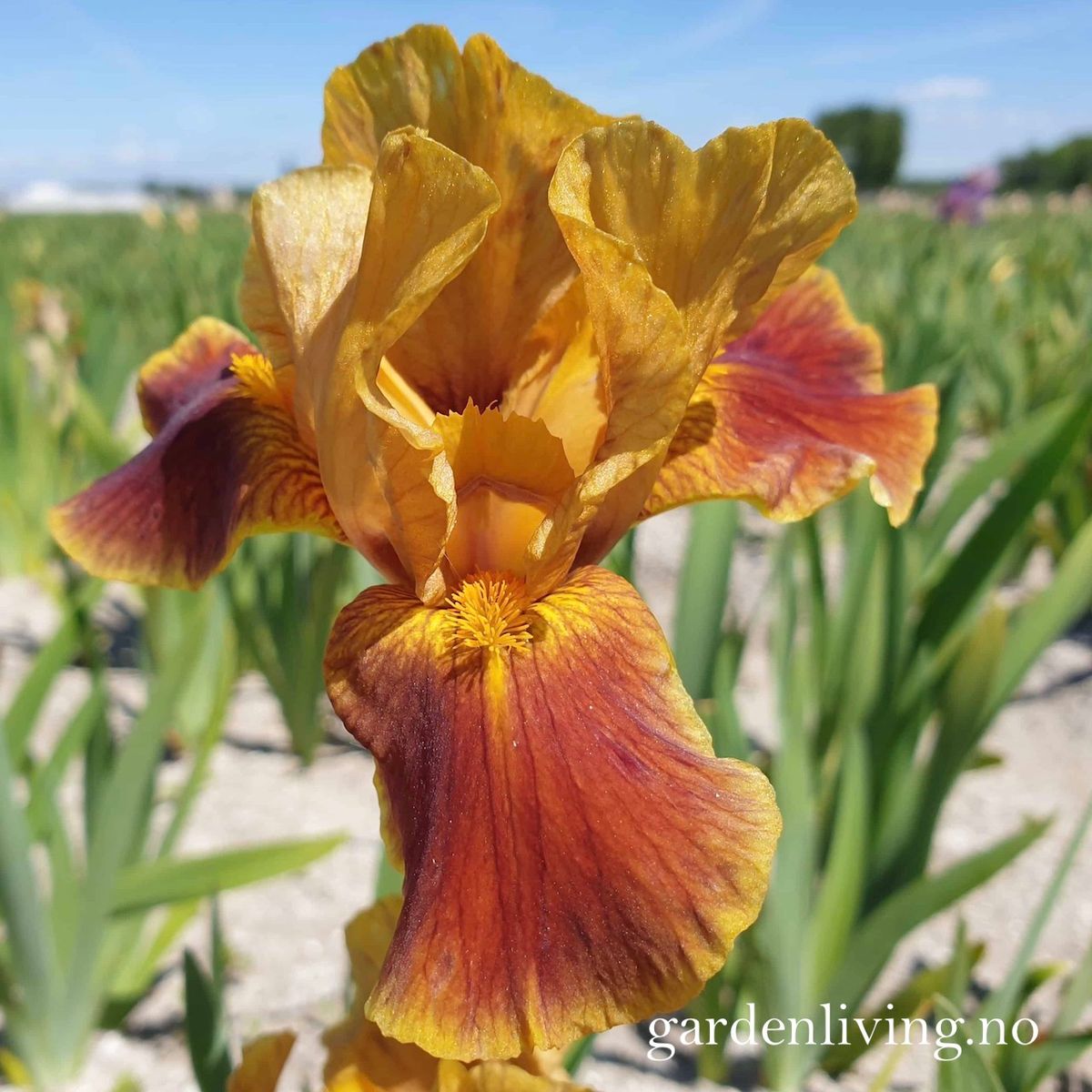 Hageiris 'Hissy Fit' - Iris germanica