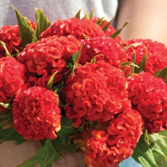 Hovedbilde Hanekam 'Chief Persimmon' - Celosia argentea cristata