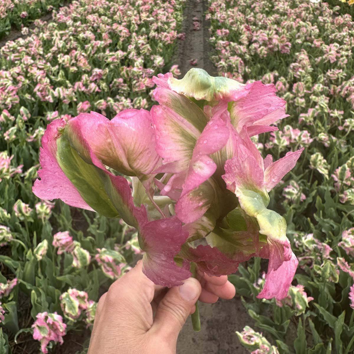 Tulipan 'Green Wave', papegøyeblomstrende - 10 stk