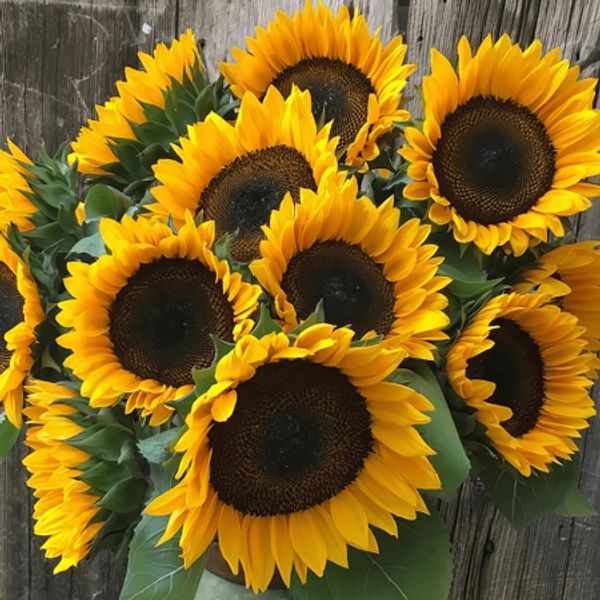 Hovedbilde Solsikke 'ProCut® Orange' - Helianthus annuus