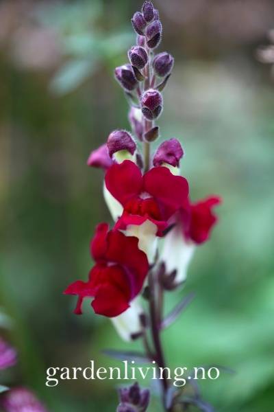 Hovedbilde Løvemunn 'Night & Day' - Antirrhinum majus