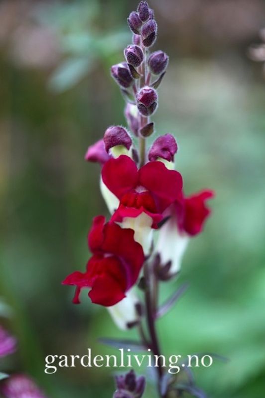Løvemunn 'Night & Day’ - Antirrhinum majus