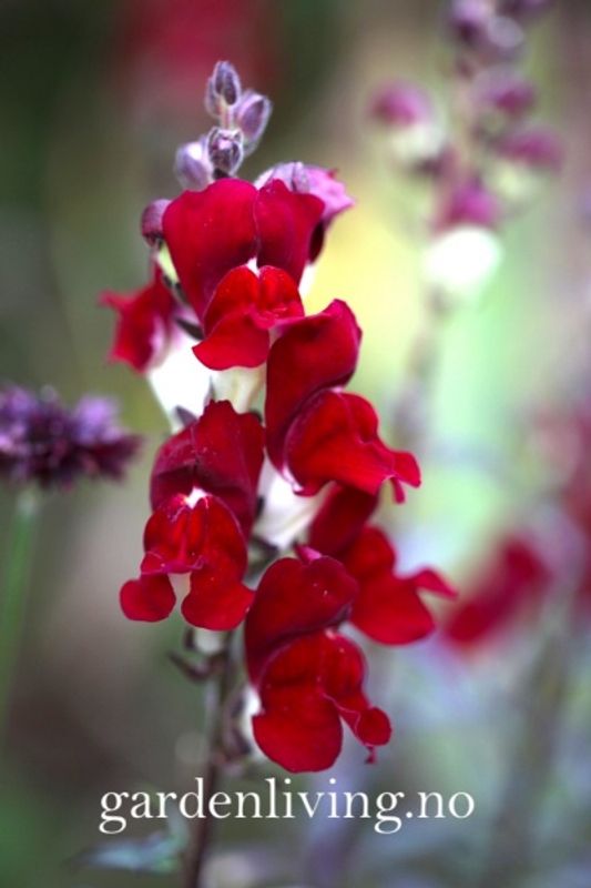 Løvemunn 'Night & Day’ - Antirrhinum majus