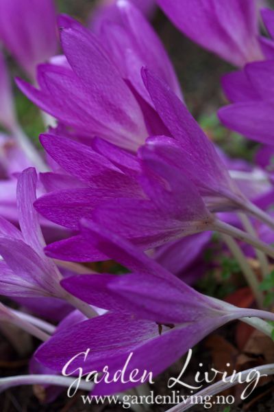 Hovedbilde Tidløs 'Glory of Heemstede' - Colchicum bivonae - 1 stk