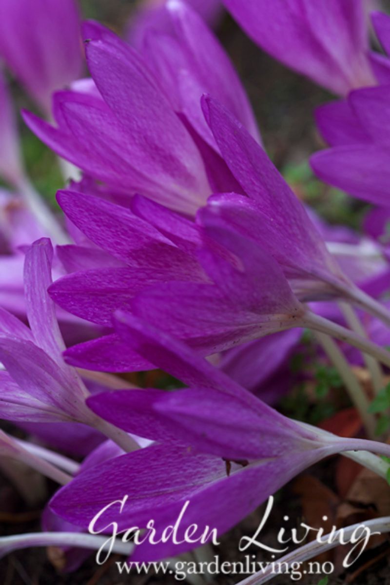 Tidløs 'Glory of Heemstede' - Colchicum bivonae - 1 stk