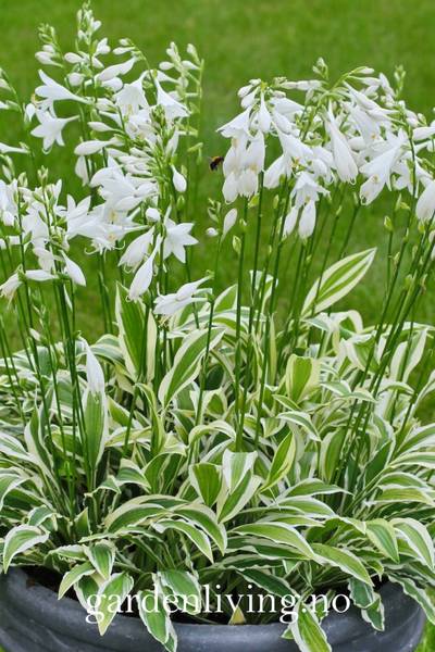 Bilde av Bladlilje 'White Dove - Hosta