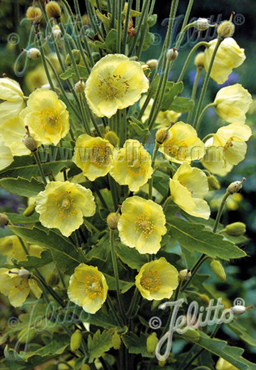 Valmuesøster - Meconopsis paniculata