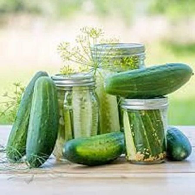 Hovedbilde Sylteagurk 'Goblin' - Cucumis sativus