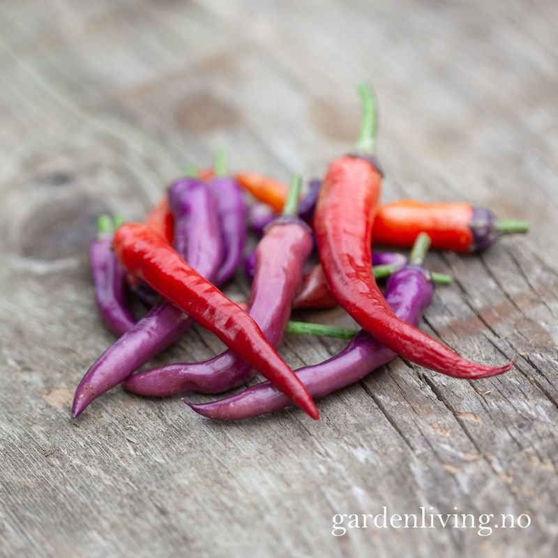 Chilipepper 'Buena Mulata' - Capsicum annuum