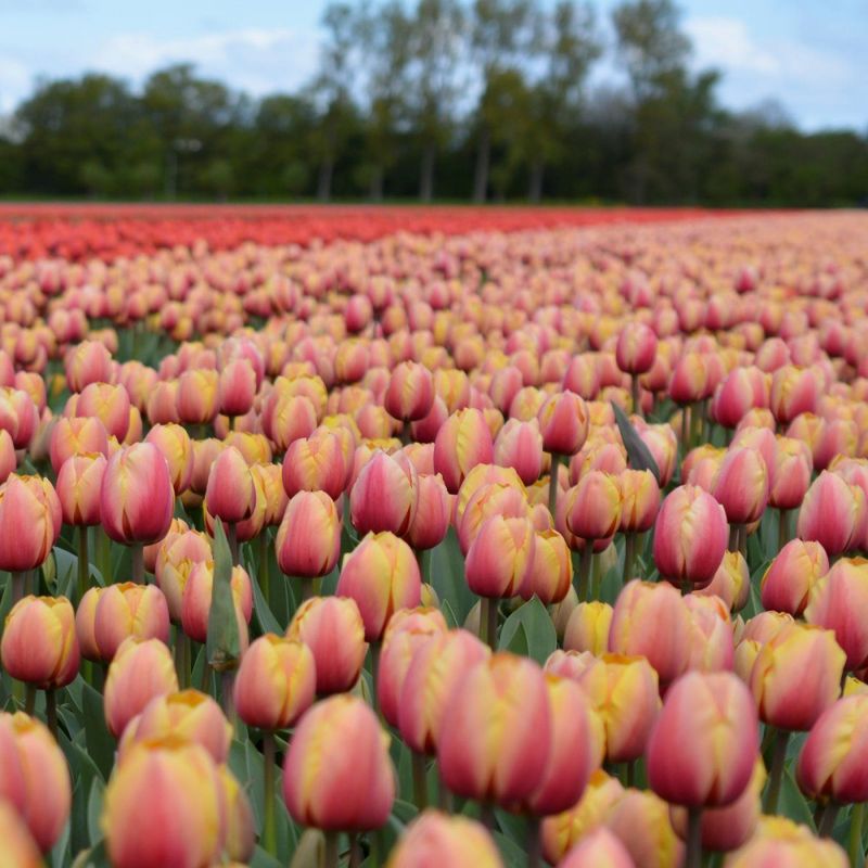 Tulipan 'Marit', darwinhybrid - 10 stk