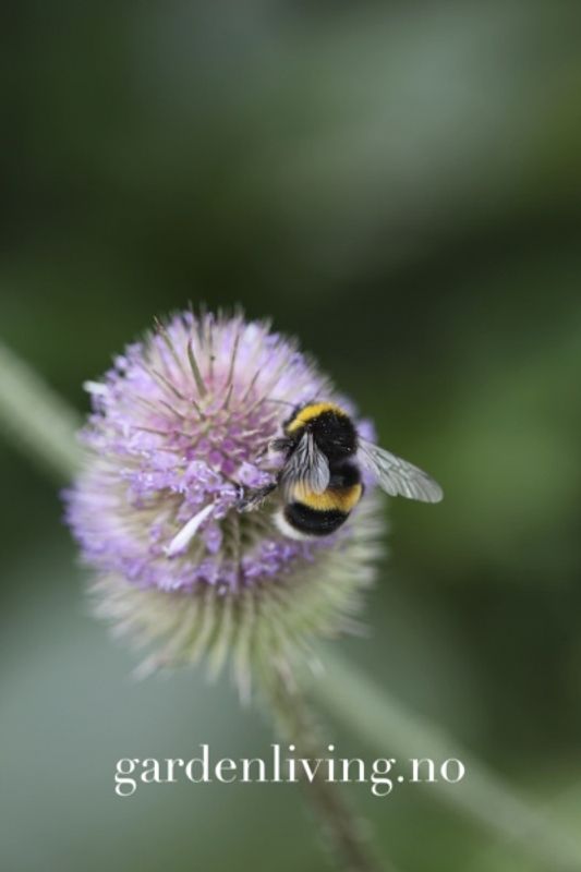 Kardeborre - Dipsacus fullonum