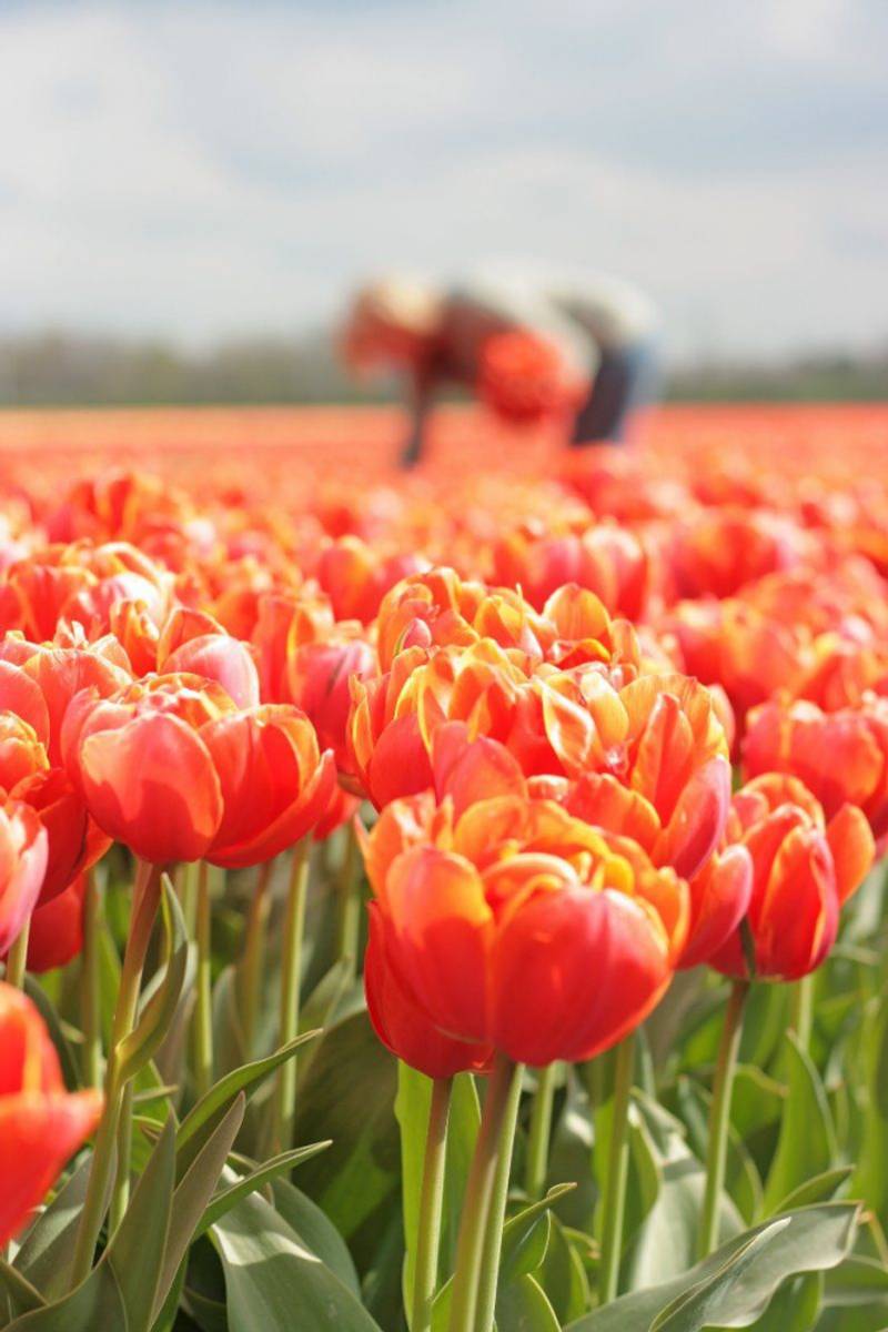Tulipan 'Queensday', sen dobbel - 10 stk