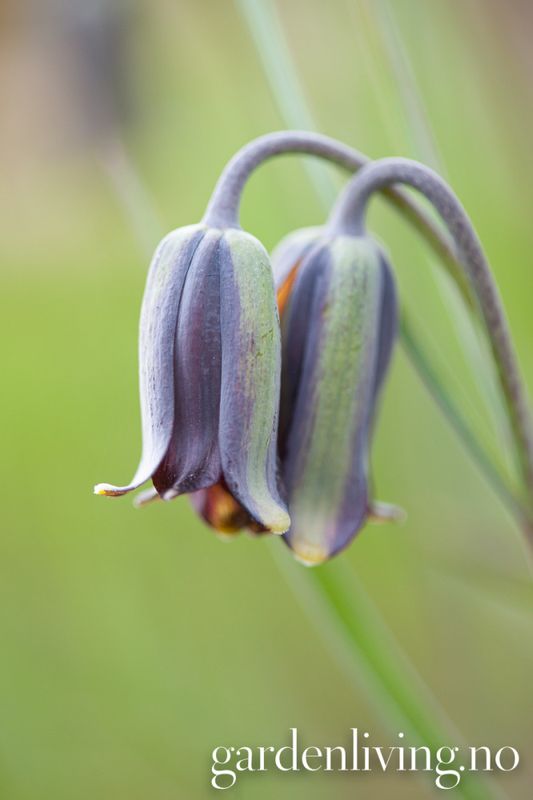 Fritillaria elwesii - 3 stk