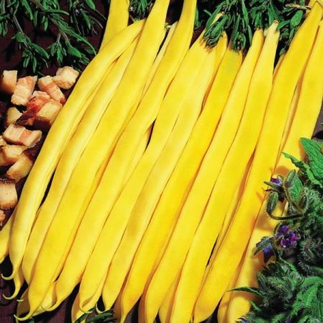Hovedbilde Stangvoksbønne 'Neckargold' - Phaseolus vulgaris