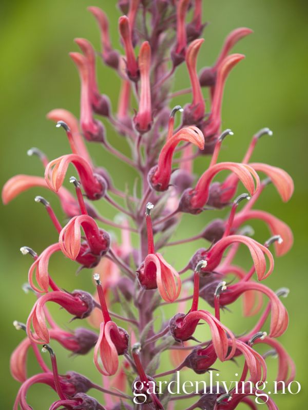 Lobelia tupa