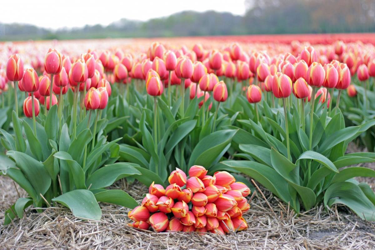Tulipan 'Royal Ad Rem', darwinhybrid - 10 stk