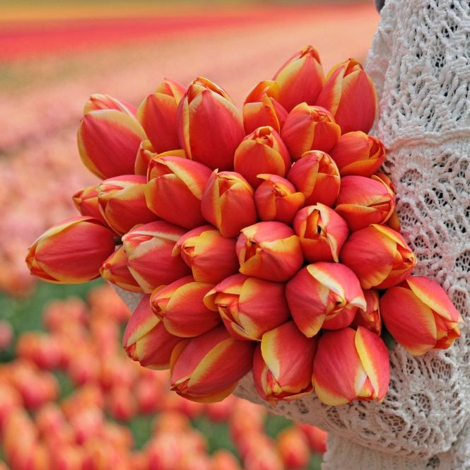 Hovedbilde Tulipan 'Royal Ad Rem', darwinhybrid - 10 stk