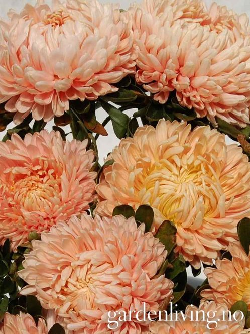 Hovedbilde Sommeraster 'Flamingo At Sunset' - Callistephus chinensis