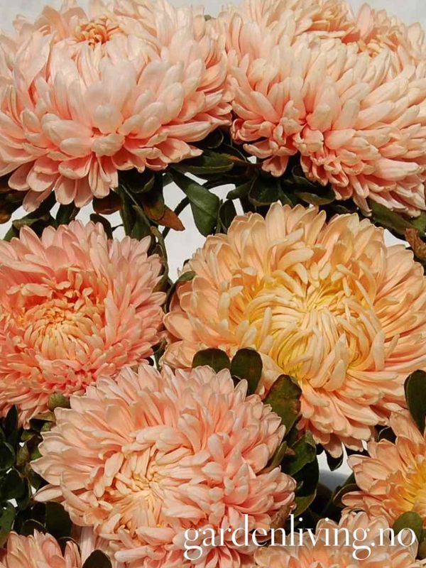 Sommeraster 'Flamingo At Sunset' - Callistephus chinensis