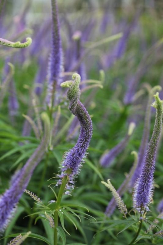 Kransveronika 'Fascination' - Veronicastrum virginicum