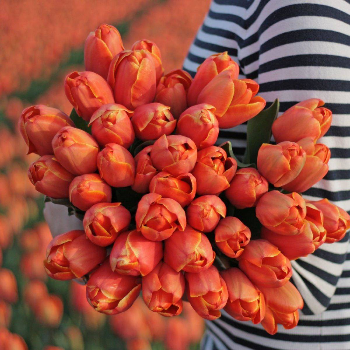 Tulipan 'Triple A', darwinhybrid - 10 stk