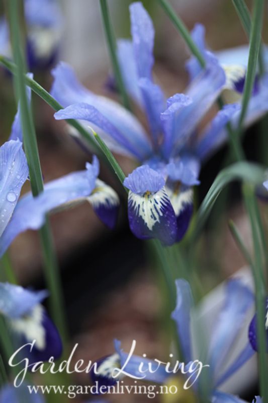 Våriris 'Clairette' - Iris reticulata - 12 stk