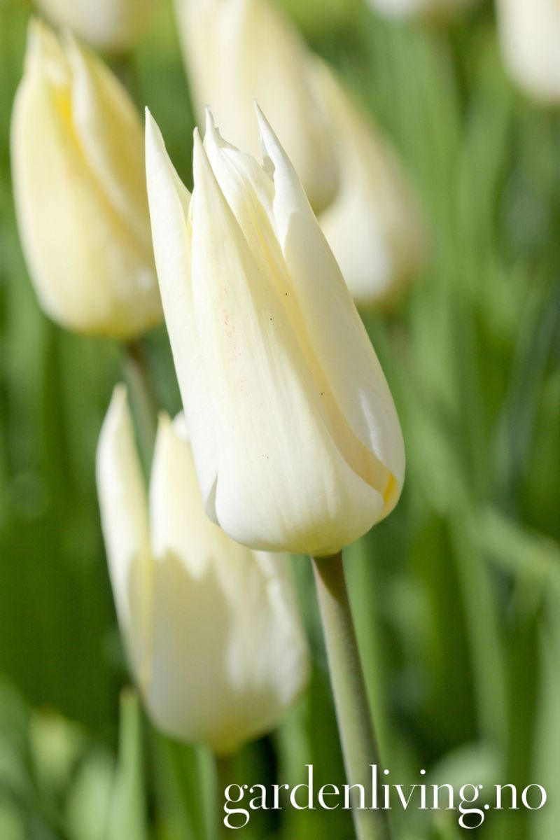 Tulipan 'White Triumphator', Liljeblomstrende - 7 stk