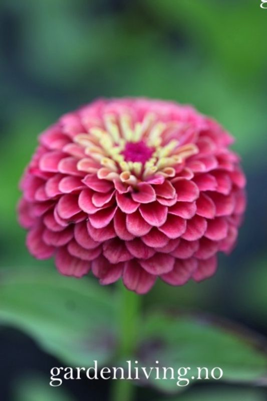Sinnia 'Sunbow Purple' - Zinnia elegans