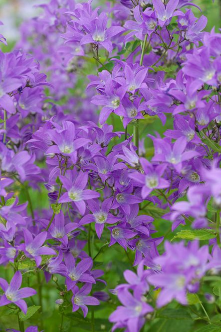 Hovedbilde Melkeklokke 'Prichard's Variety' - Campanula lactiflora 