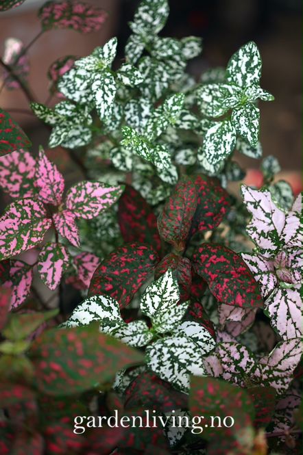 Hovedbilde Prikkeplante 'Confetti Mixed' - Hypoestes phyllostachya