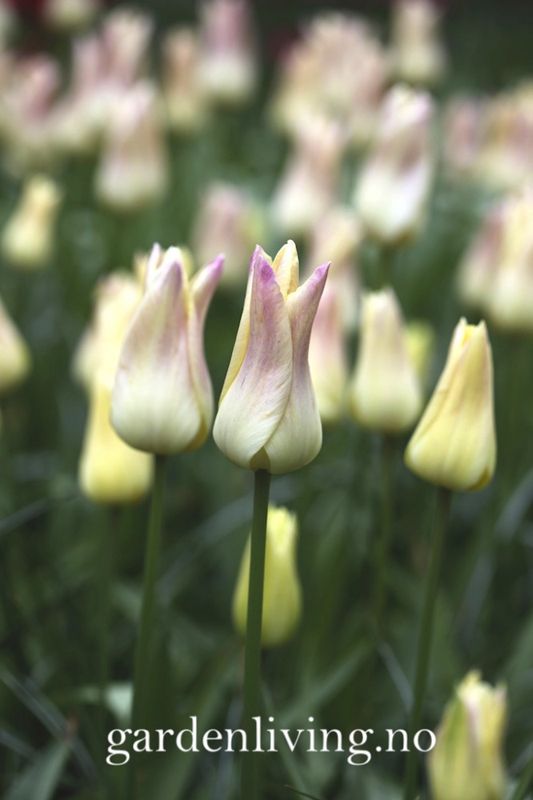 Tulipan 'Elegant Lady', liljeblomstrende - 8 stk