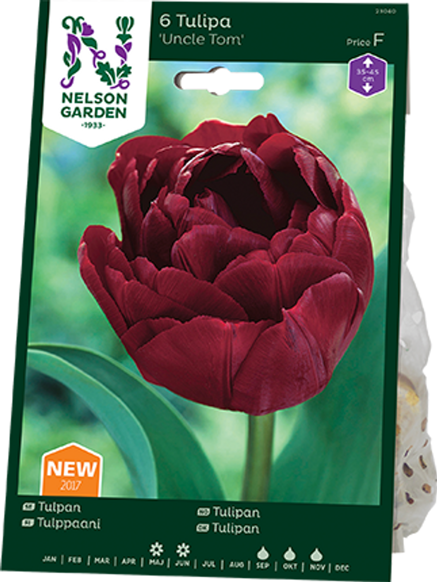 Tulipan 'Uncle Tom', Sen dobbel - 7 stk