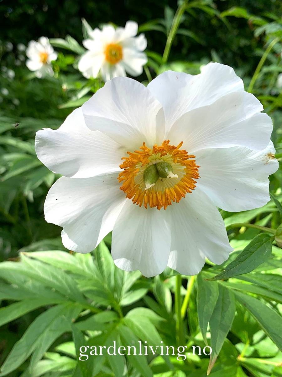 Himalayapion 'Late Windflower' - Paeonia emodi