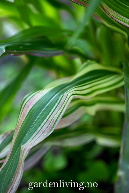 Prydmais 'Japonica Variegata' - Zea mays var. japonica