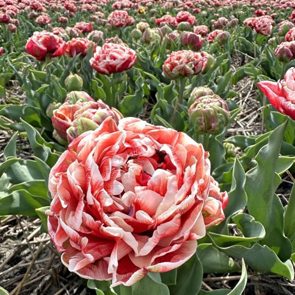 Tulipan 'Coventry' , sen dobbel - 10 stk