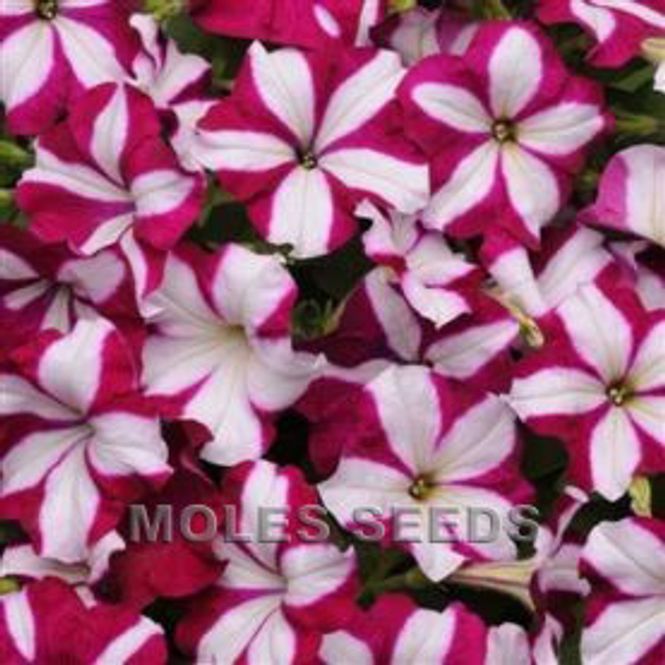 Hovedbilde Petunia 'Easy Wave Burgundy Star' - Petunia x hybrida