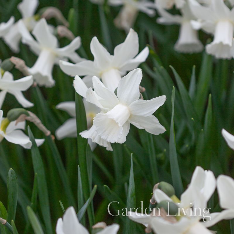 Påskelilje 'Lady Madonna' - Narcissus - 5 stk
