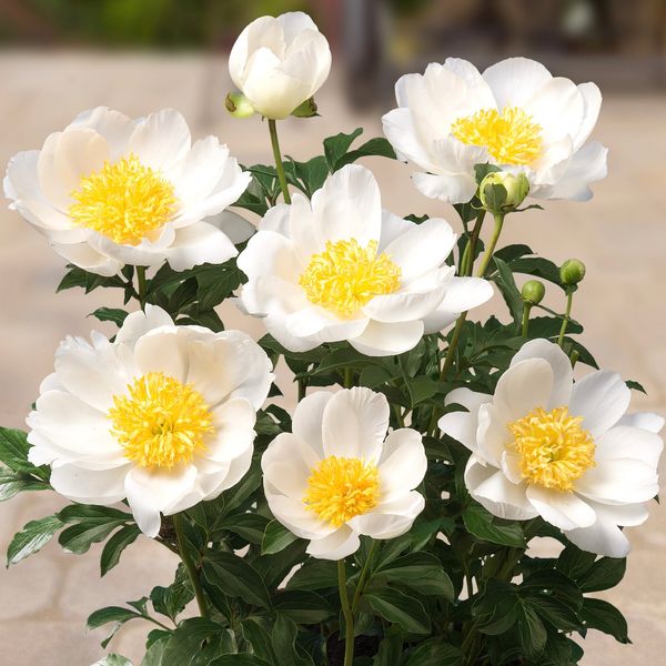 Hovedbilde Silkepion 'Dublin' - Paeonia lactiflora