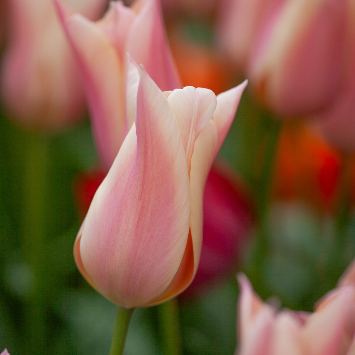 Tulipan 'Sanne', triumphtulipan - 10 stk
